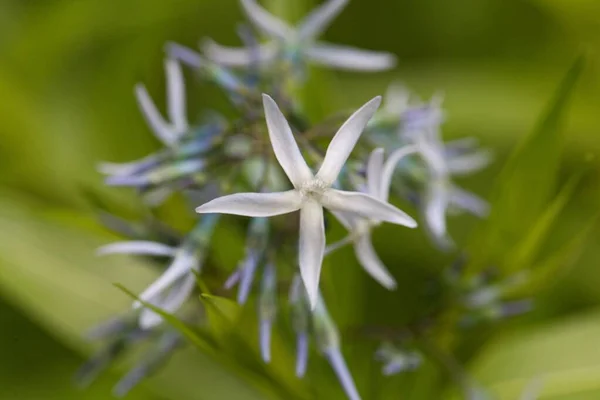 Macro Foto Van Een Blauwstaartbloem Amsonia Ciliata — Stockfoto