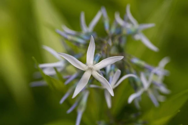 Macro Foto Una Flor Estrella Azul Amsonia Ciliata — Foto de Stock