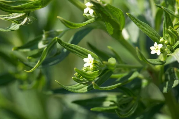 Flor Uma Planta Comum Cromwell Lithospermum Officinale — Fotografia de Stock