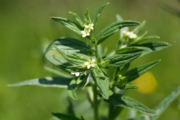 Flor Uma Planta Comum Cromwell Lithospermum Officinale — Fotografia de Stock