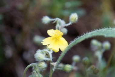 Beyaz bir kayalık gülün çiçeği, Helianthemum oelandicum