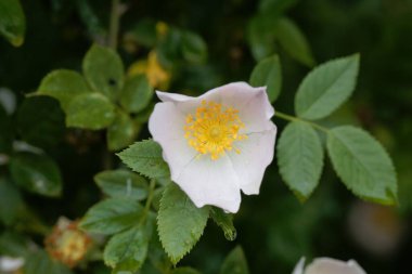 Bir köpeğin çiçeği gül çalısı, Rosa canina.