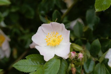 Bir köpeğin çiçeği gül çalısı, Rosa canina.