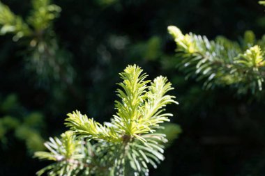Subalpine köknar iğneleri ve dalları, Abies lasiocarpa 