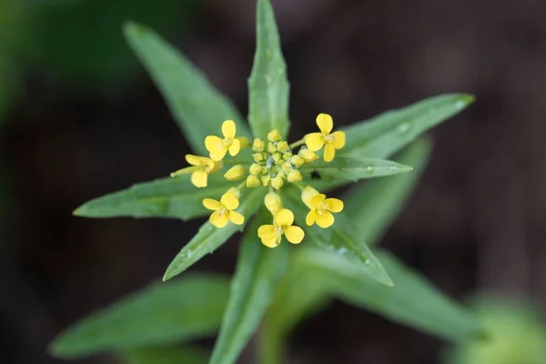 Flor Una Mostaza Melaza Erysimum Cheiranthoides — Foto de Stock