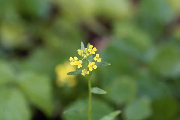 Flor Una Mostaza Melaza Erysimum Cheiranthoides — Foto de Stock