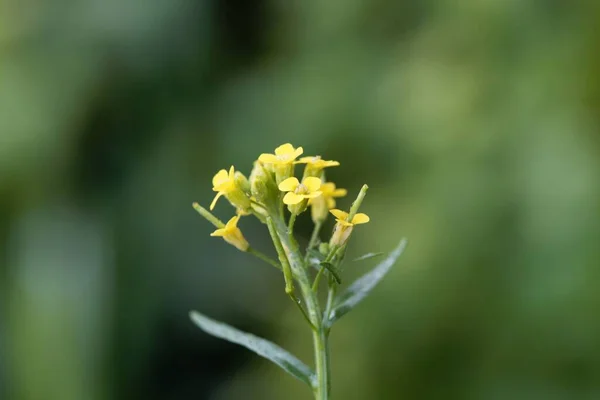 Fleur Une Mélasse Moutarde Erysimum Cheiranthoides — Photo