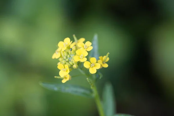 Erysimum Cheiranthoides — 스톡 사진