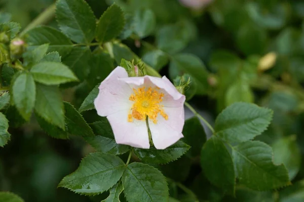 Bloem Van Een Hond Rose Bush Rosa Canina — Stockfoto