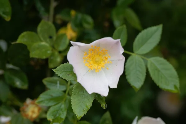 Flower Dog Rose Bush Rosa Canina — Stock Photo, Image