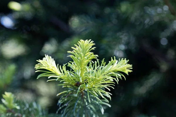 Aghi Rami Abete Subalpino Abies Lasiocarpa — Foto Stock