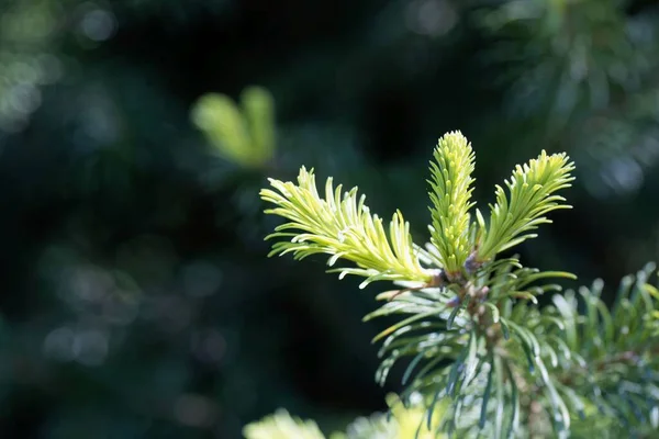 Βελόνες Και Κλαδιά Ενός Υποαλπικού Έλατου Abies Lasiocarpa — Φωτογραφία Αρχείου