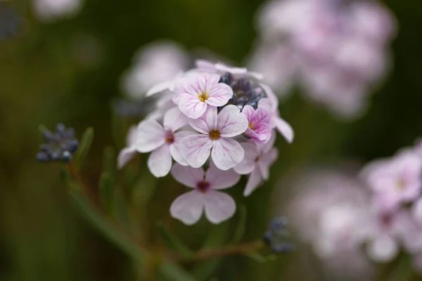 Цветок Персидской Свечи Aethionema Coridifolium — стоковое фото