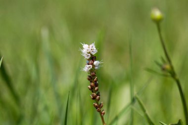 Alp bistortunun çiçeği, Bistorta vipara