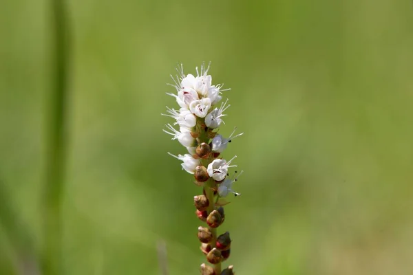 Kwiat Alpejskiego Bistort Bistorta Vivipara — Zdjęcie stockowe