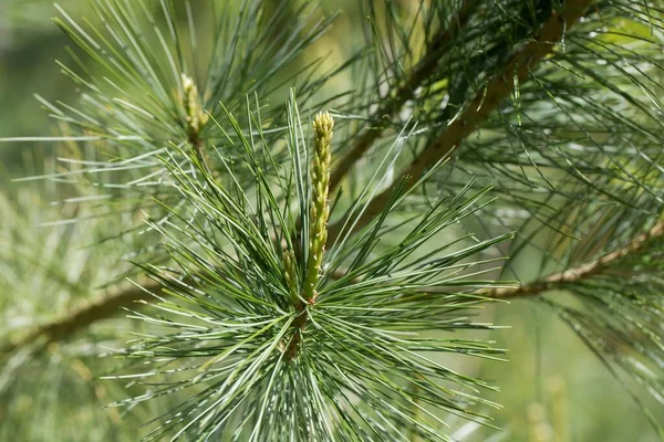 Voorjaar Schieten Van Een Chinees Wit Pijnboom Pinus Armandii — Stockfoto