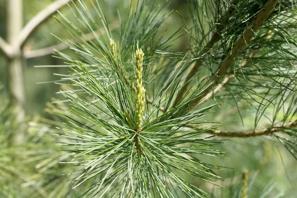 Voorjaar Schieten Van Een Chinees Wit Pijnboom Pinus Armandii — Stockfoto