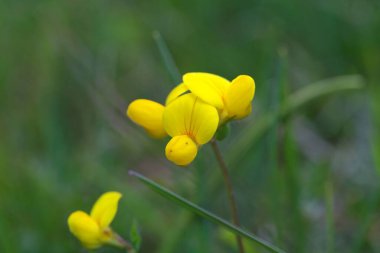 Yaygın bir kuşun çiçeği ayak tırabzanı, nilüfer kornilatus 