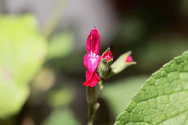 Bilge türlerin çiçeği Salvia heerii