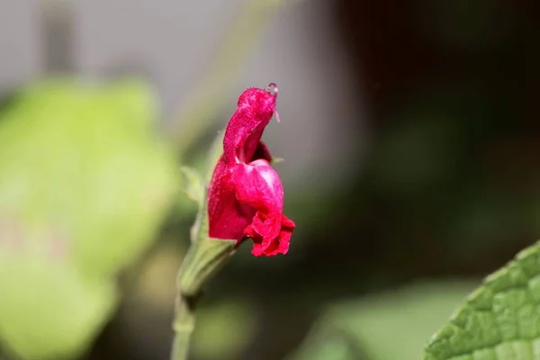 Kwiat Szałwii Gatunku Salvia Heerii — Zdjęcie stockowe