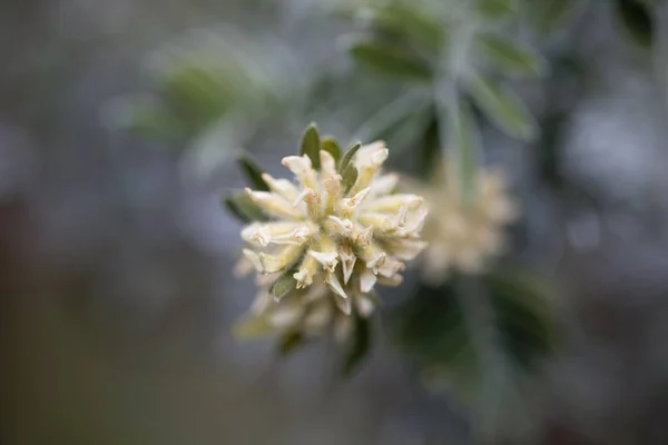 Цветок Куста Бороды Юпитера Anthyllis Barba Jovis — стоковое фото