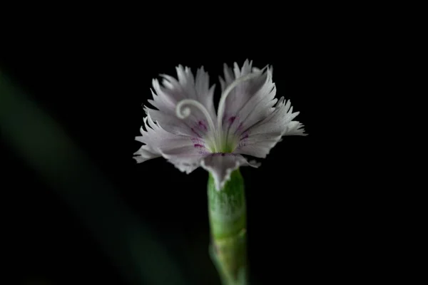 Květ Růžové Dianthus Anatolicus Tmavým Pozadím — Stock fotografie