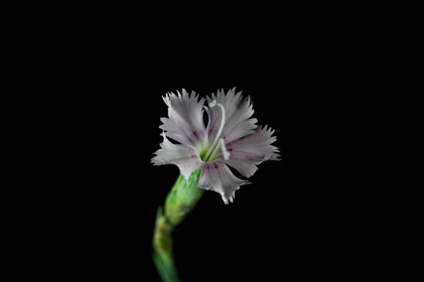 Flor Dianthus Anatolicus Rosa Com Fundo Escuro — Fotografia de Stock