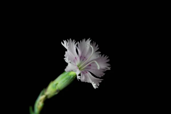 Квітка Рожевого Анатолія Діантуса Темним Тлом — стокове фото