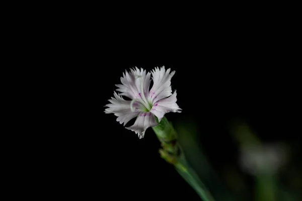 Flor Dianthus Anatolicus Rosa Com Fundo Escuro — Fotografia de Stock