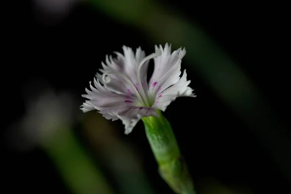 Λουλούδι Του Ροζ Dianthus Anatolicus Σκούρο Φόντο — Φωτογραφία Αρχείου