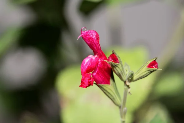 Blüte Der Salbeiart Salvia Heerii — Stockfoto