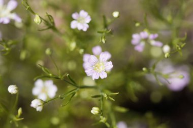 Yıllık çingene çiçekleri, çingene freskleri.