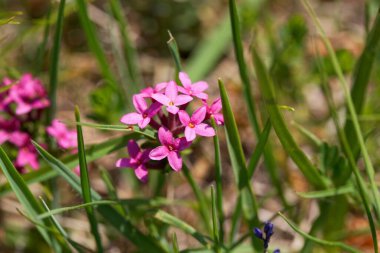 Daphne Striata bitkisinin çiçekleri, Daphne türünün dağları.. 