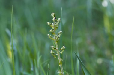 Yaygın bir twayblade çiçeği ya da yumurta yaprağı twayblade orkidesi, Neottia ovata, Avrupa 'dan nadir bir vahşi orkide.. 