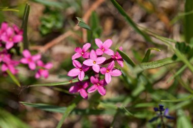 Daphne Striata bitkisinin çiçekleri, Daphne türünün dağları.. 
