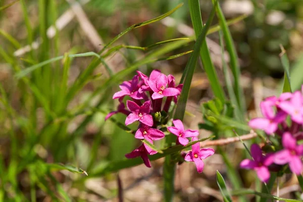 Daphne Striata Bitkisinin Çiçekleri Daphne Türünün Dağları — Stok fotoğraf