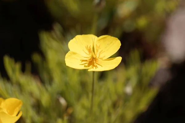 Квітка Рослини Сковороді Ешшхольсія Лобуї — стокове фото