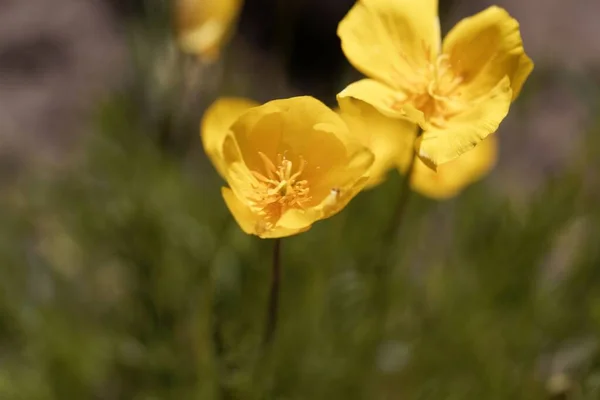 Квітка Рослини Сковороді Ешшхольсія Лобуї — стокове фото