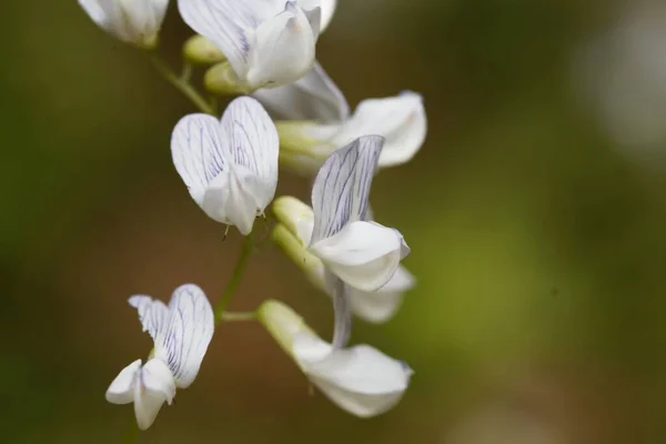 Macro Foto Flores Veza Madera Vicia Sylvatica —  Fotos de Stock