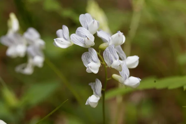 Makro Fotografie Dřevěných Vikev Květiny Vicia Sylvatica — Stock fotografie