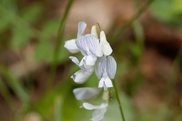 Makro Fotografie Dřevěných Vikev Květiny Vicia Sylvatica — Stock fotografie