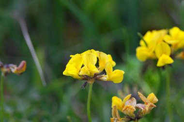 At nalı vergisi çiçeği Hippocrepis comosa 