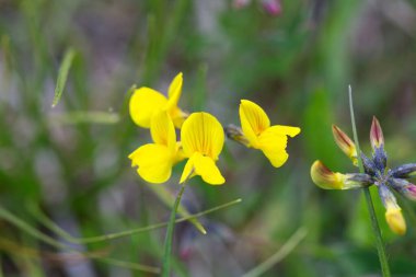 At nalı vergisi çiçeği Hippocrepis comosa 