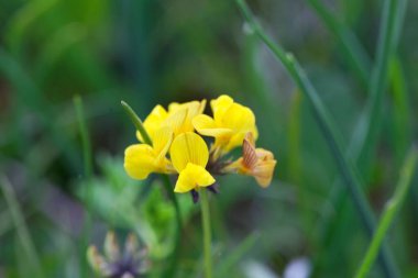 At nalı vergisi çiçeği Hippocrepis comosa 