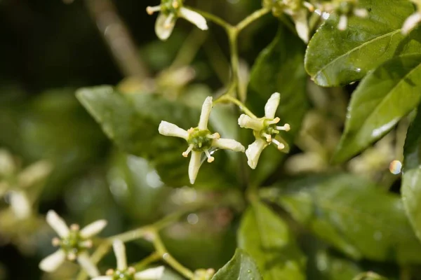 Kwiaty Europejskiego Krzewu Wrzeciona Euonymus Europaeus — Zdjęcie stockowe