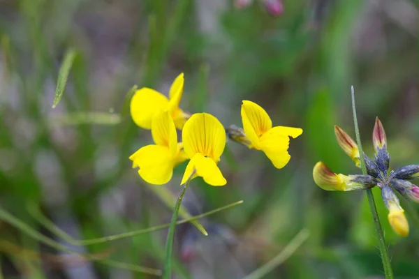 Flower Horseshoe Vetch Hippocrepis Comosa — Stock Photo, Image