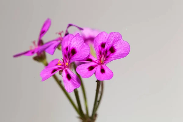 Flor Especie Geranio Pelargonium Magenteum — Foto de Stock