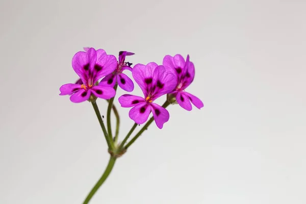 Flor Espécie Gerânio Pelargonium Magenteum — Fotografia de Stock