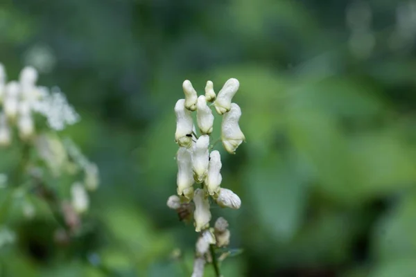 Kwiat Wilków Północnych Bane Roślin Aconitum Lycoctonum — Zdjęcie stockowe