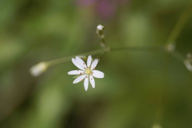 Yaygın bir yıldız otunun çiçeği, Stellaria graminea 